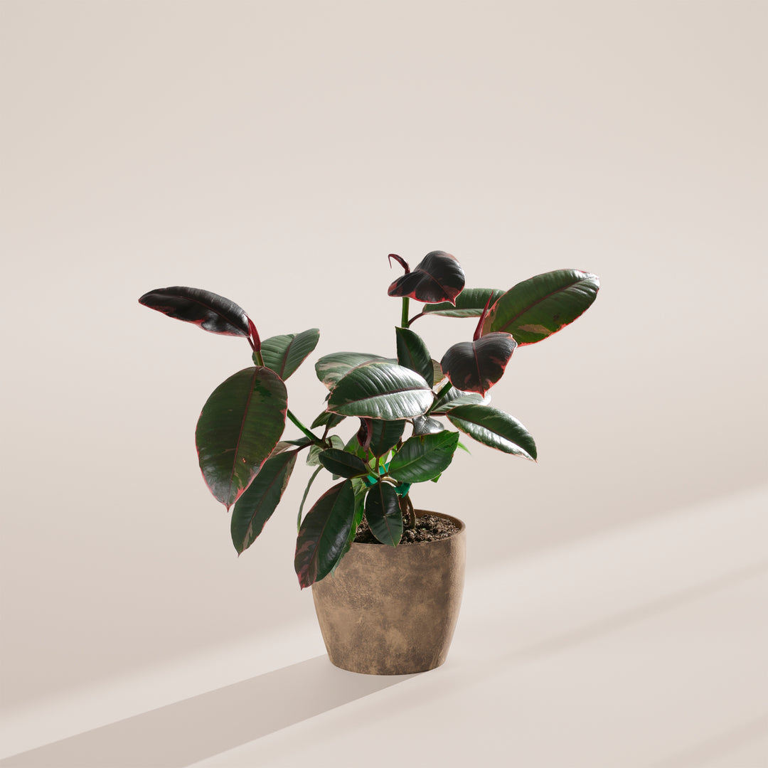Ruby Rubber Tree Plant