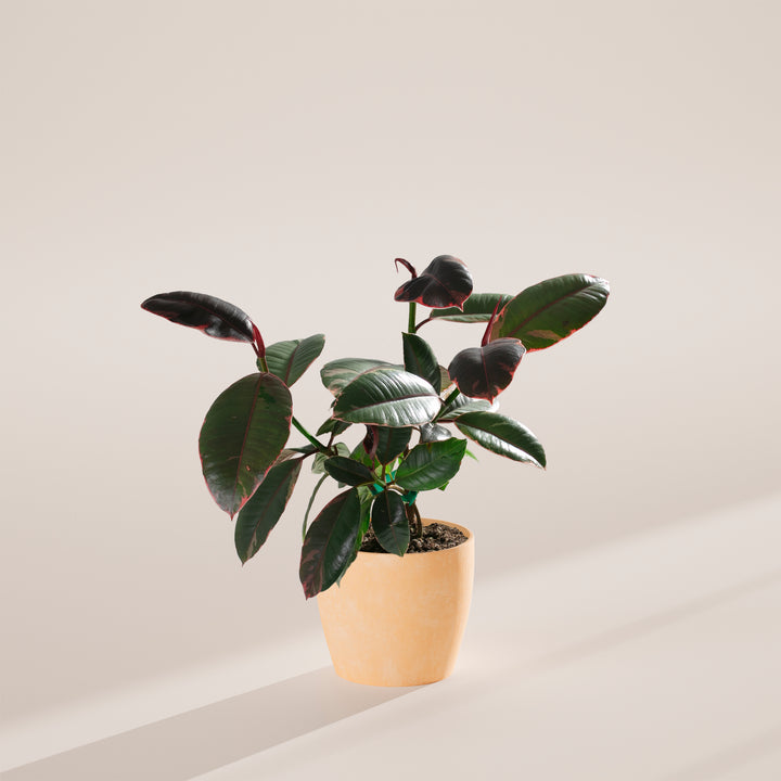 Ruby Rubber Tree Plant