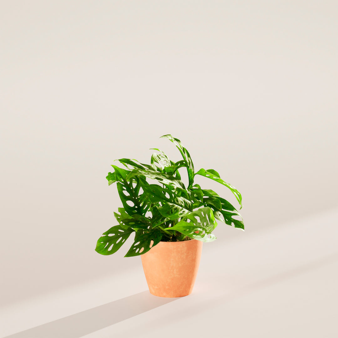 Swiss Cheese Plant