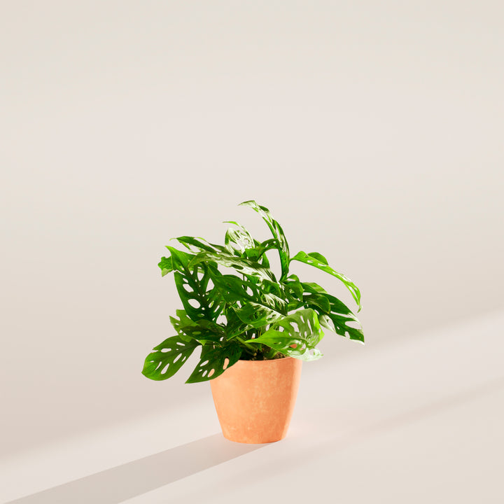 Swiss Cheese Plant
