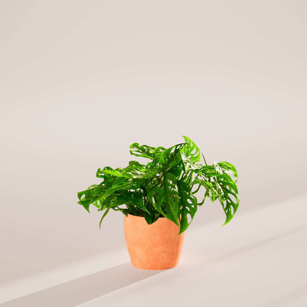 Swiss Cheese Plant