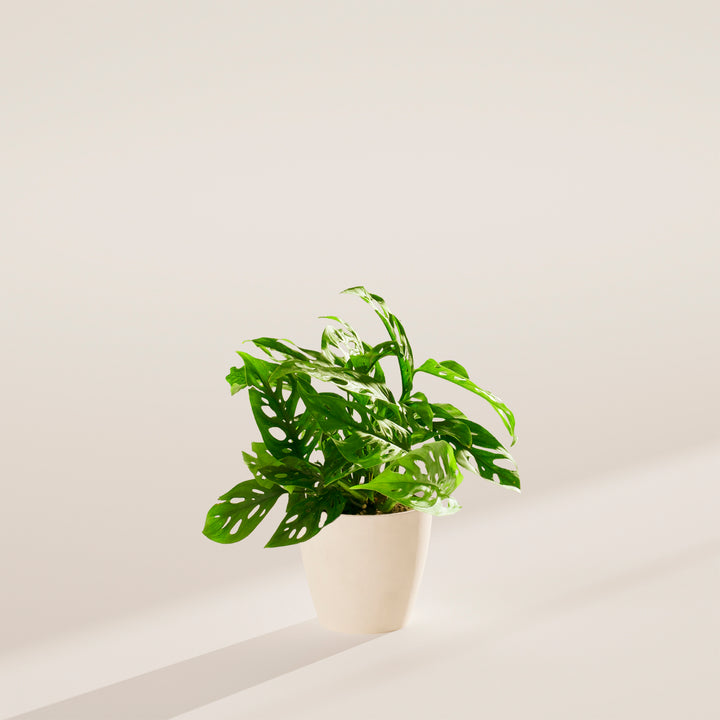 Swiss Cheese Plant