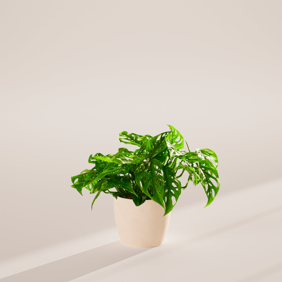 Swiss Cheese Plant
