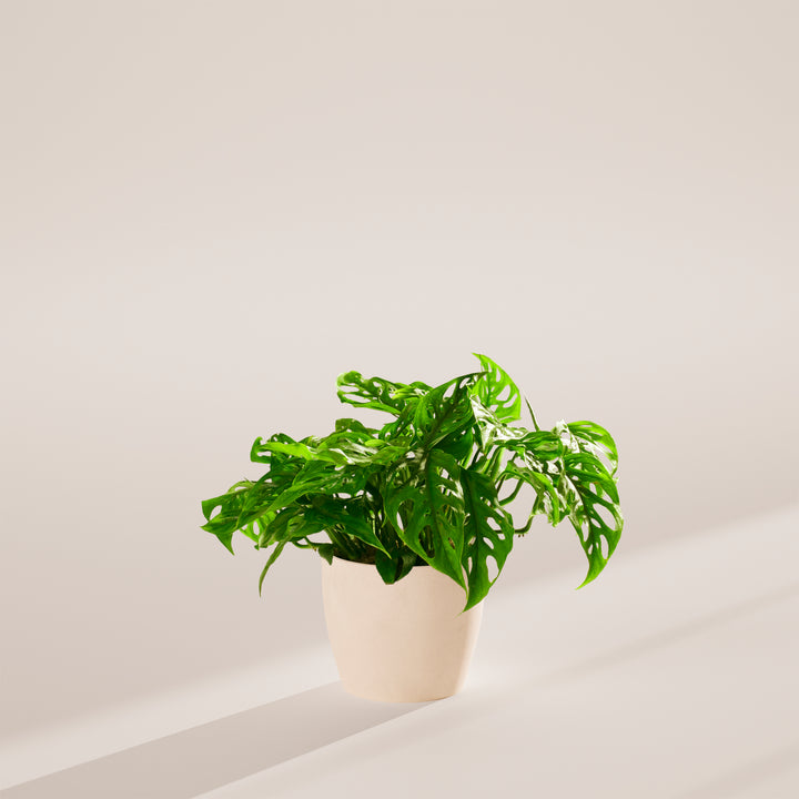 Swiss Cheese Plant