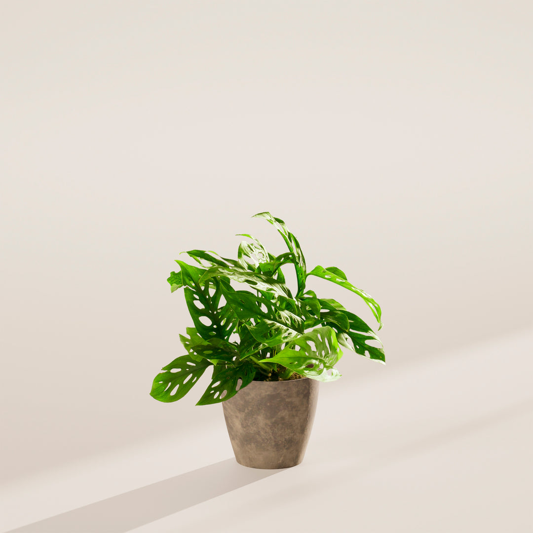 Swiss Cheese Plant