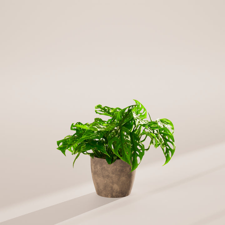 Swiss Cheese Plant