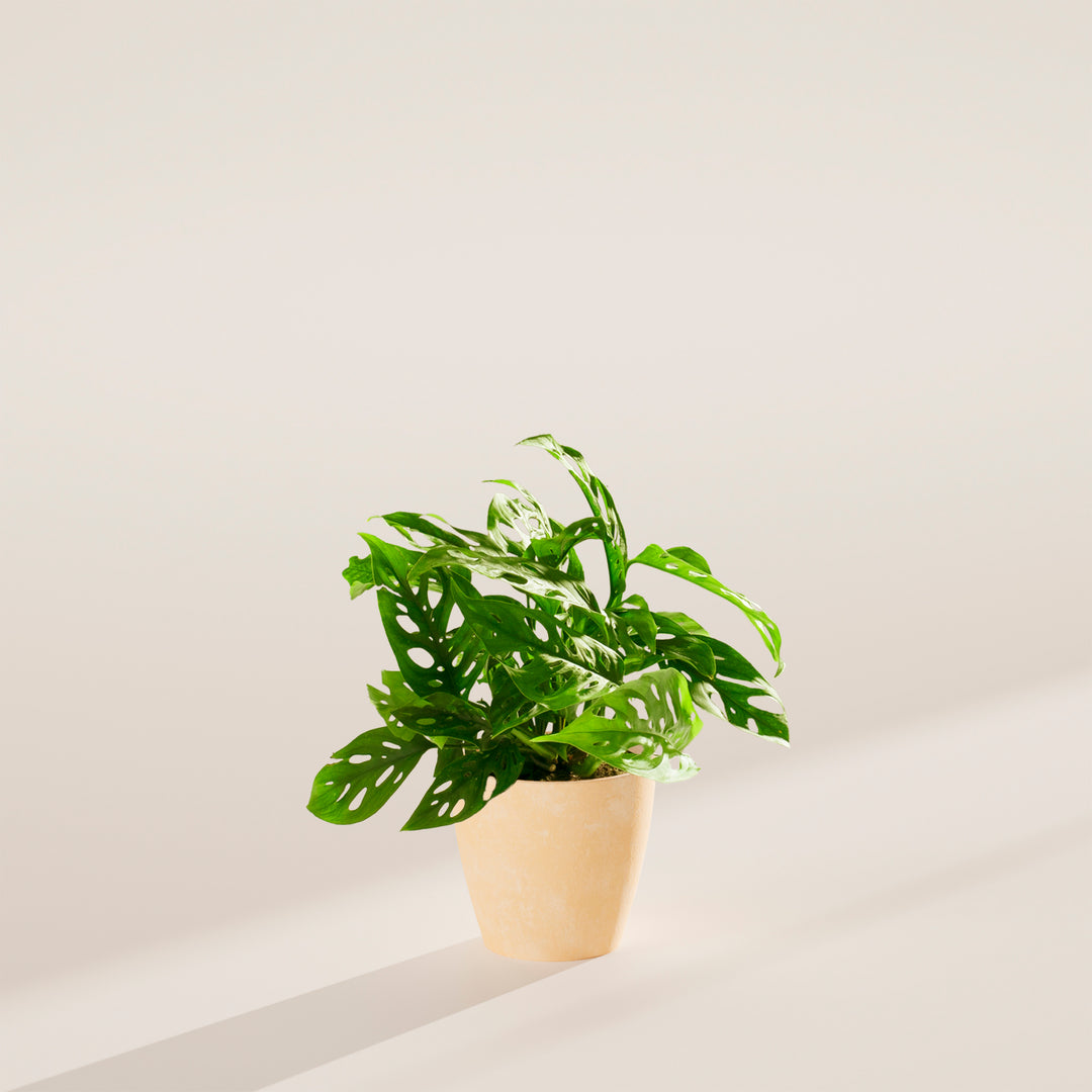 Swiss Cheese Plant