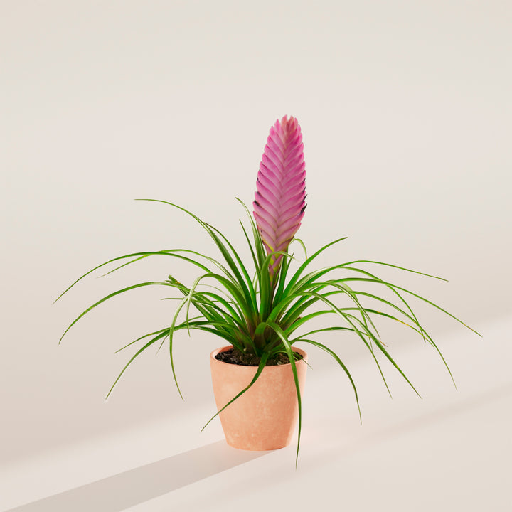 Tillandsia 'Summer'