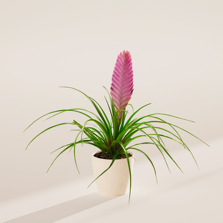 Tillandsia 'Summer'