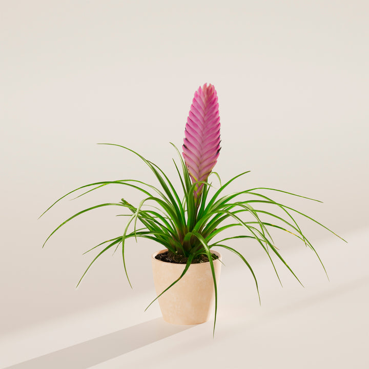Tillandsia 'Summer'