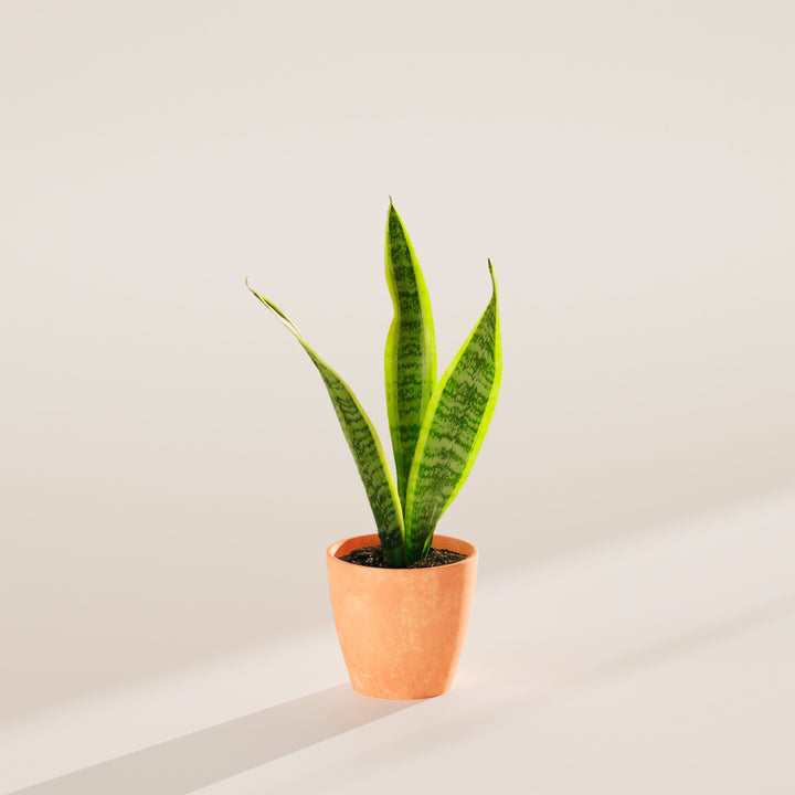 Variegated Sansevieria Laurentii (Snake Plant)