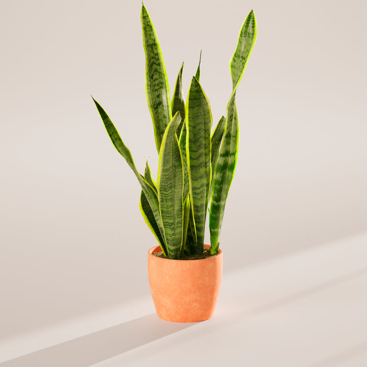 Variegated Sansevieria Laurentii (Snake Plant)
