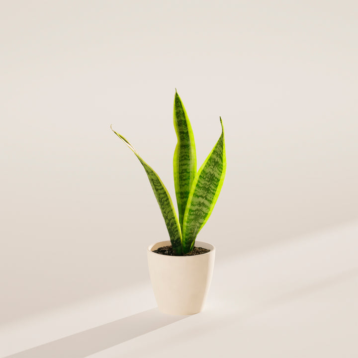Variegated Sansevieria Laurentii (Snake Plant)