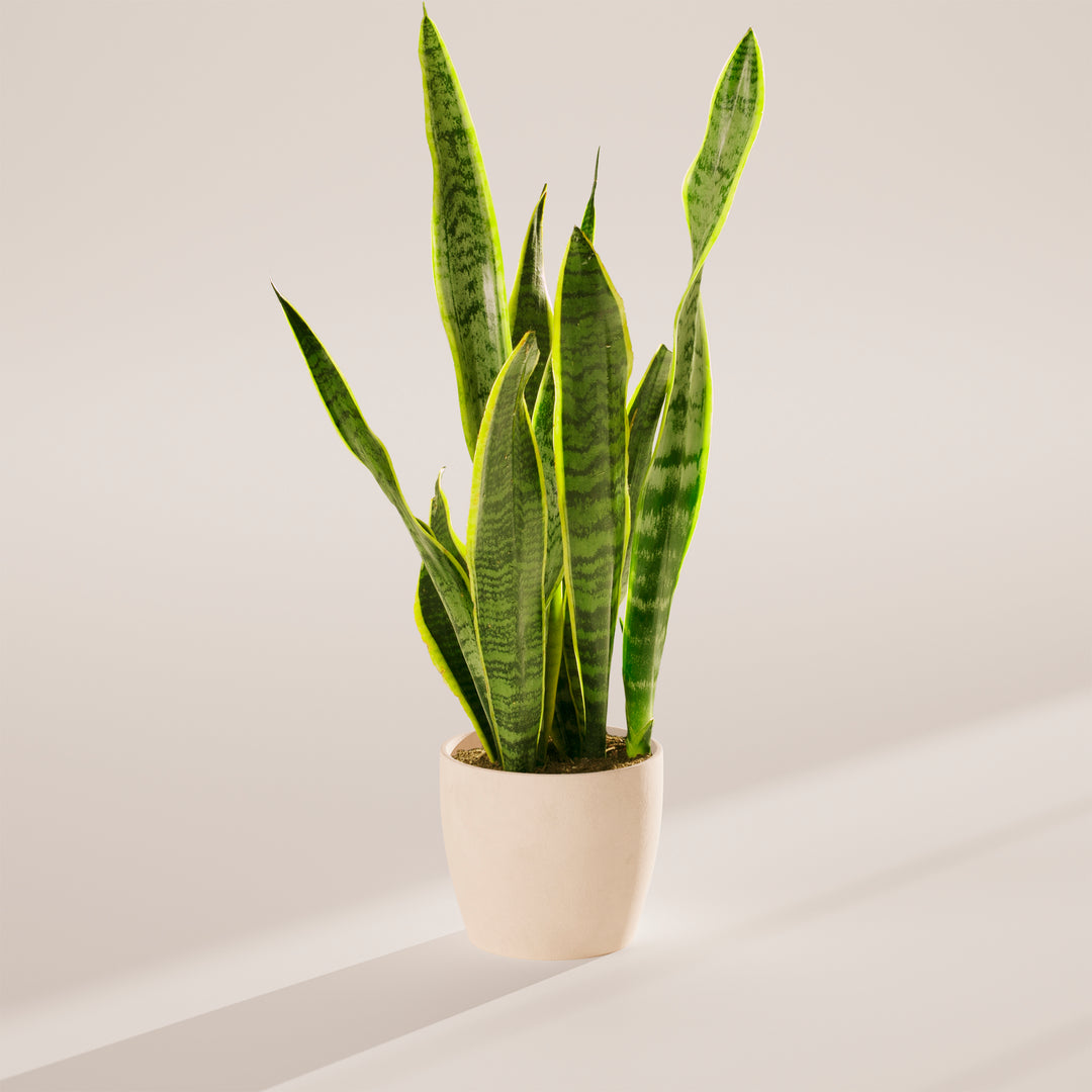 Variegated Sansevieria Laurentii (Snake Plant)