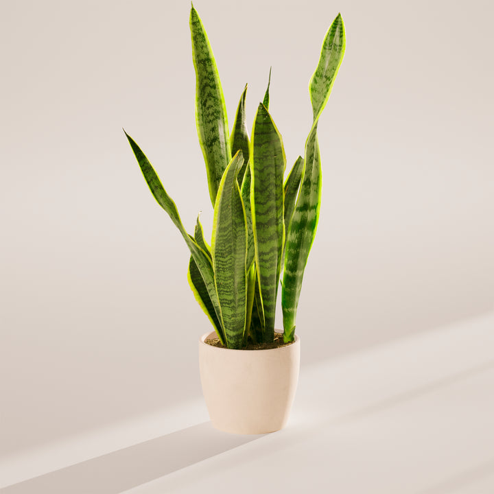 Variegated Sansevieria Laurentii (Snake Plant)