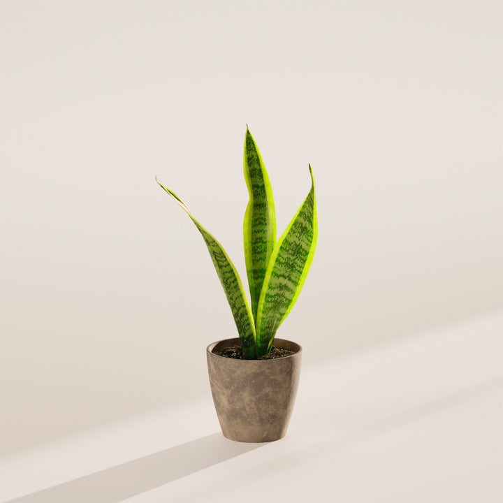 Variegated Sansevieria Laurentii (Snake Plant)