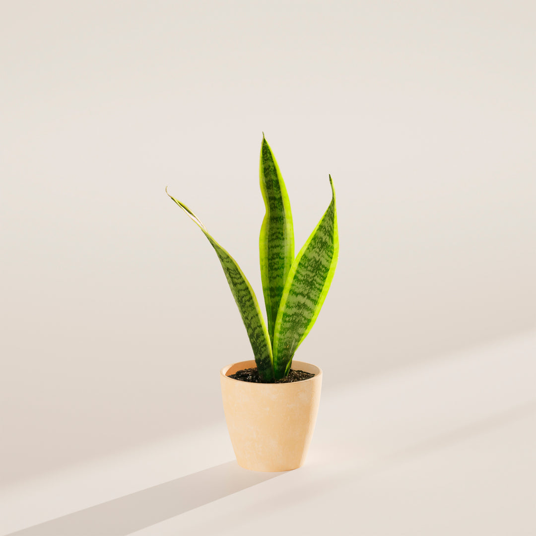 Variegated Sansevieria Laurentii (Snake Plant)