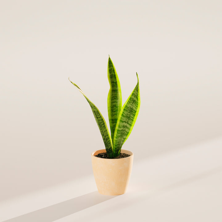 Variegated Sansevieria Laurentii (Snake Plant)