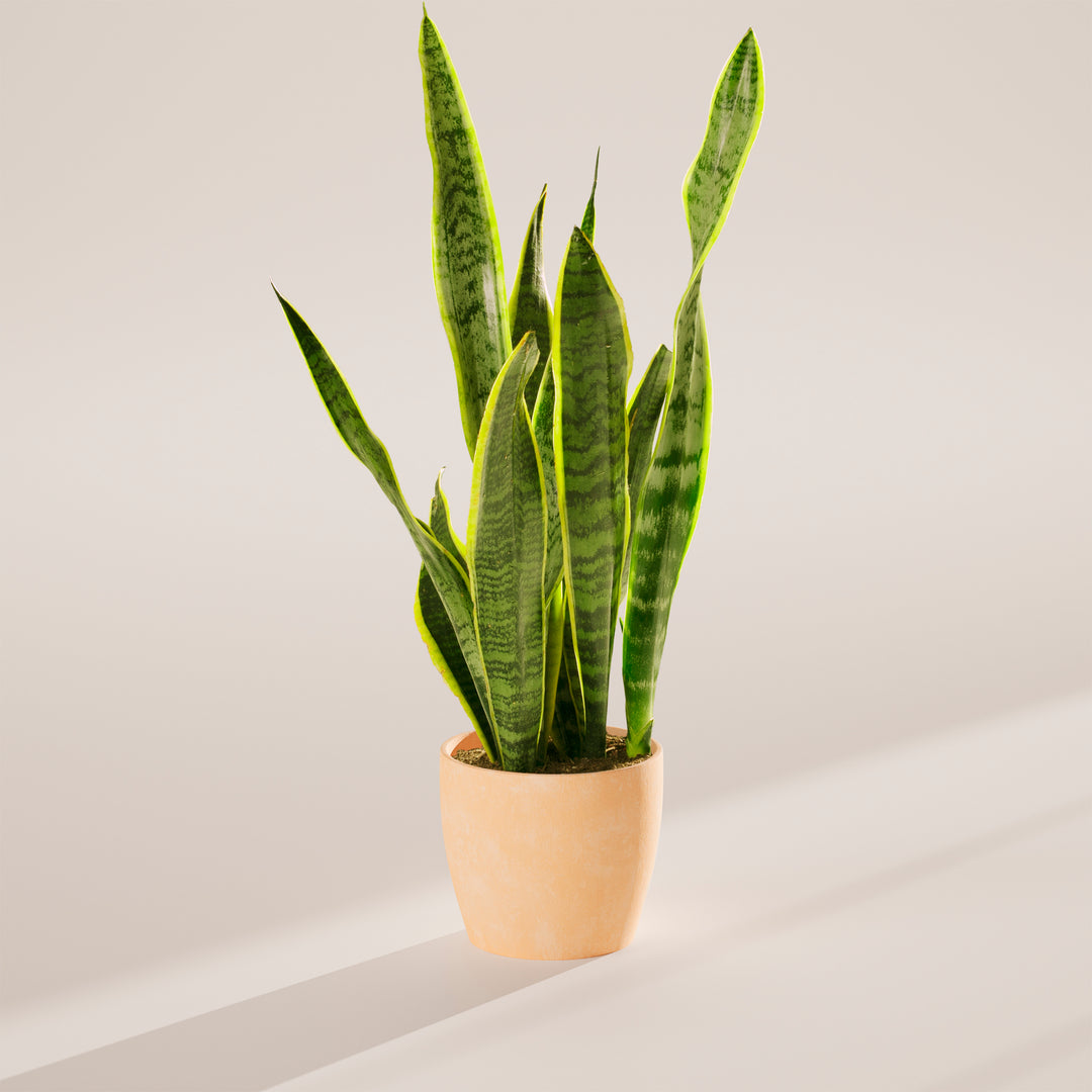 Variegated Sansevieria Laurentii (Snake Plant)