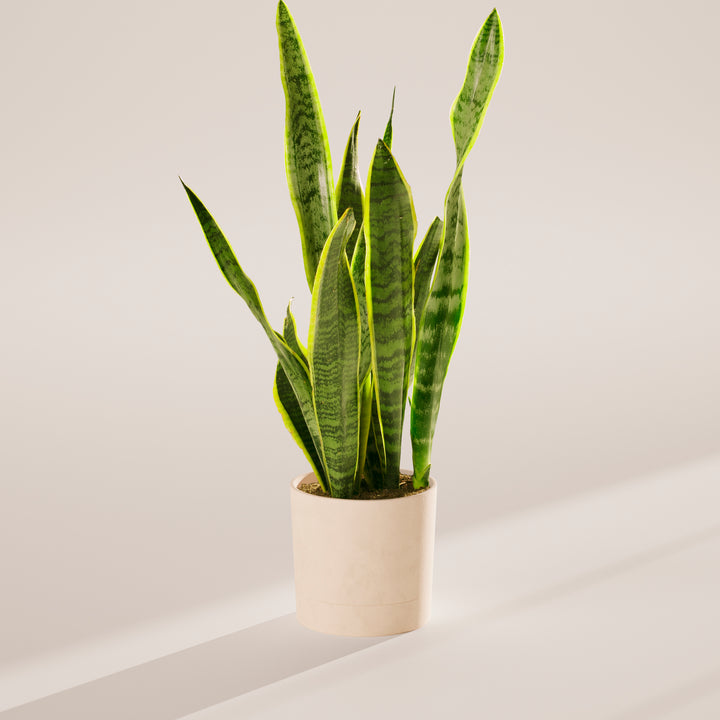 Variegated Sansevieria Laurentii (Snake Plant)