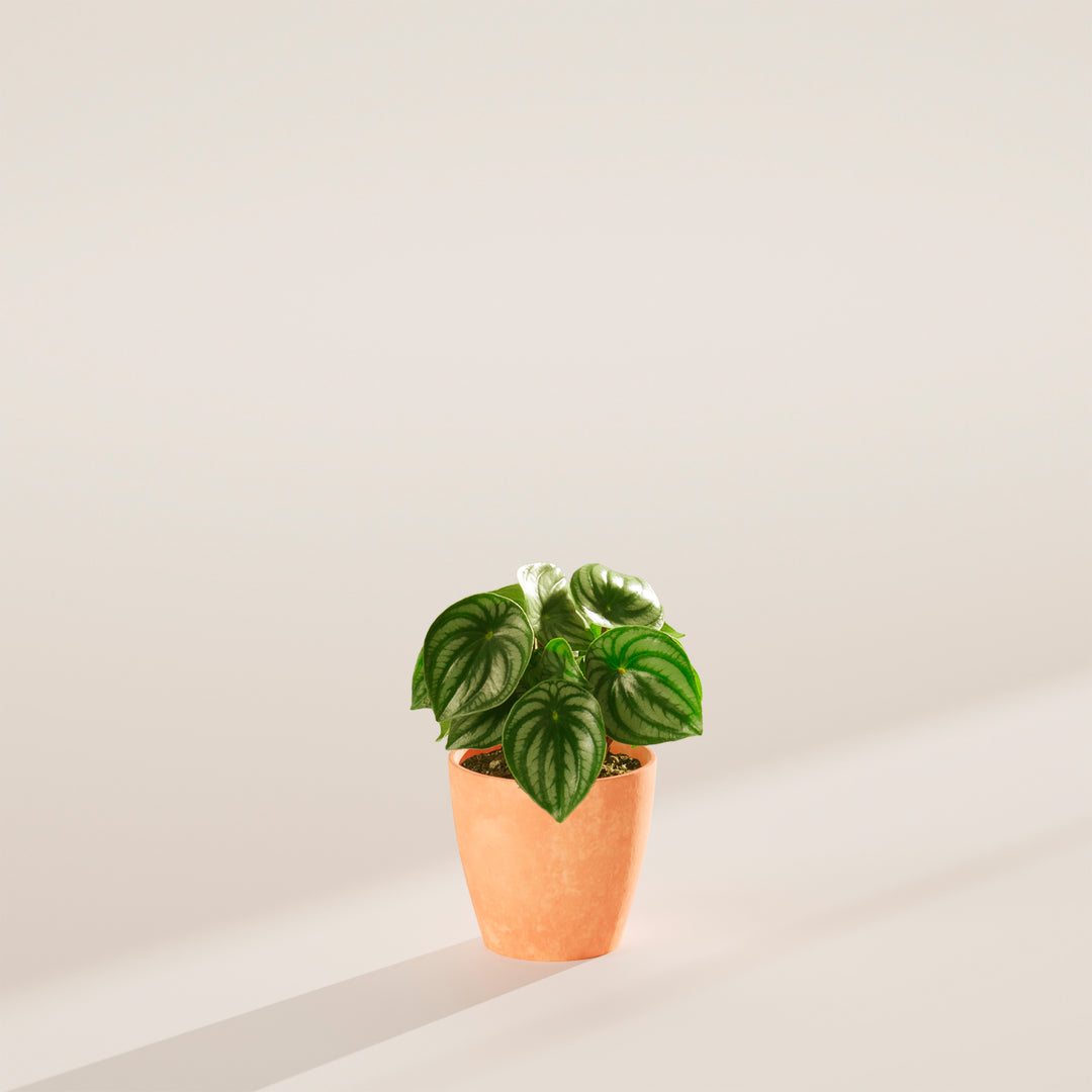 Small Watermelon Peperomia (Peperomia argyreia) in a terracotta eco pot with compact silver-striped green leaves on a warm neutral studio background with natural shadow
