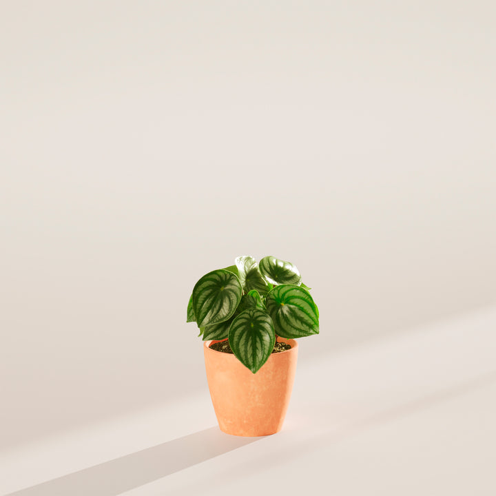 Small Watermelon Peperomia (Peperomia argyreia) in a terracotta eco pot with compact silver-striped green leaves on a warm neutral studio background with natural shadow