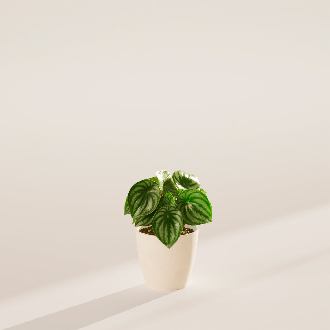 Watermelon Peperomia