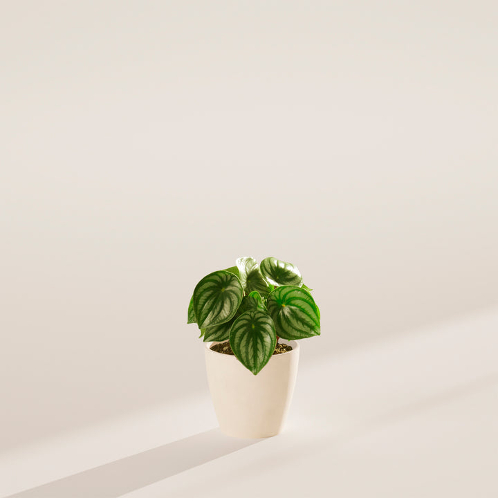 Watermelon Peperomia