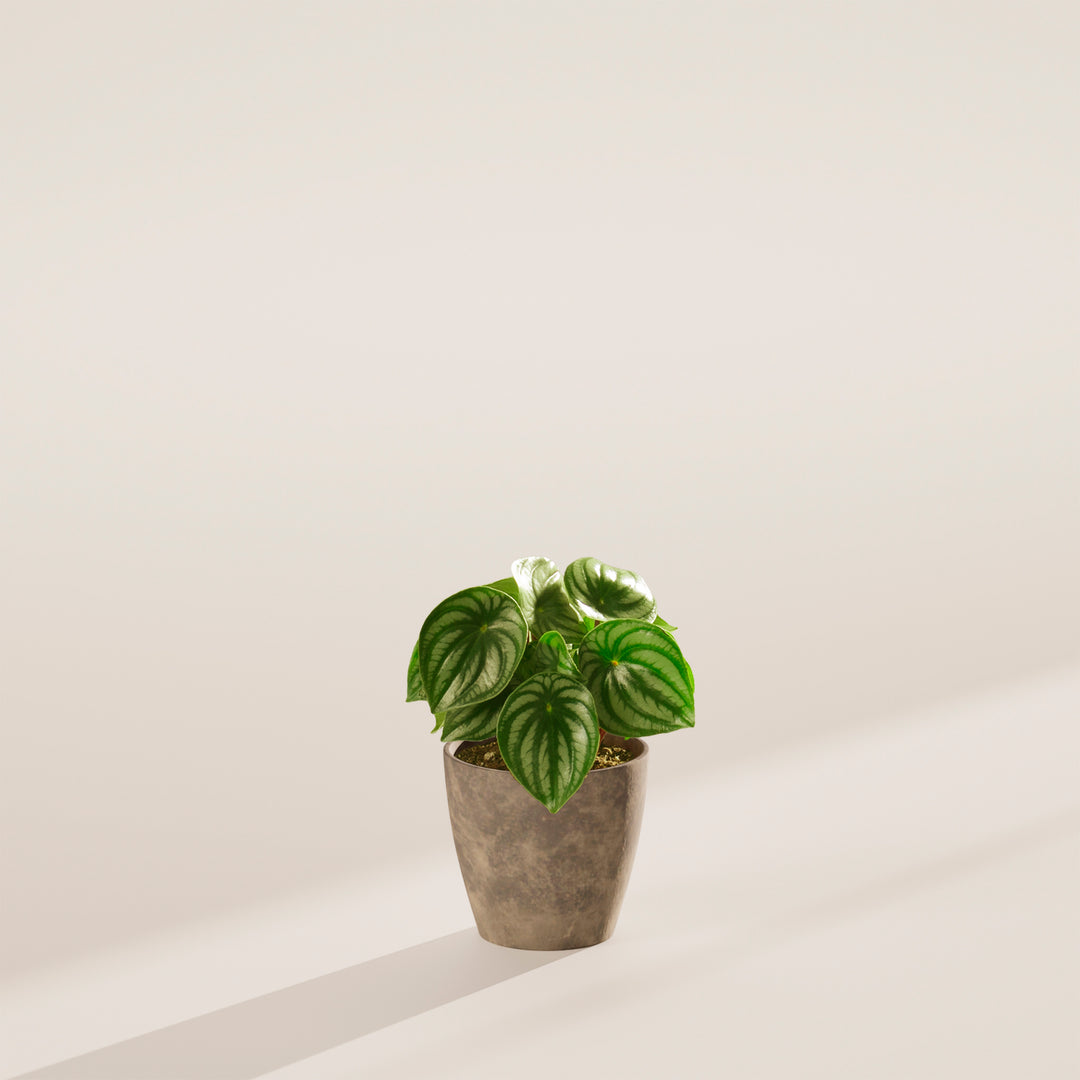 Watermelon Peperomia