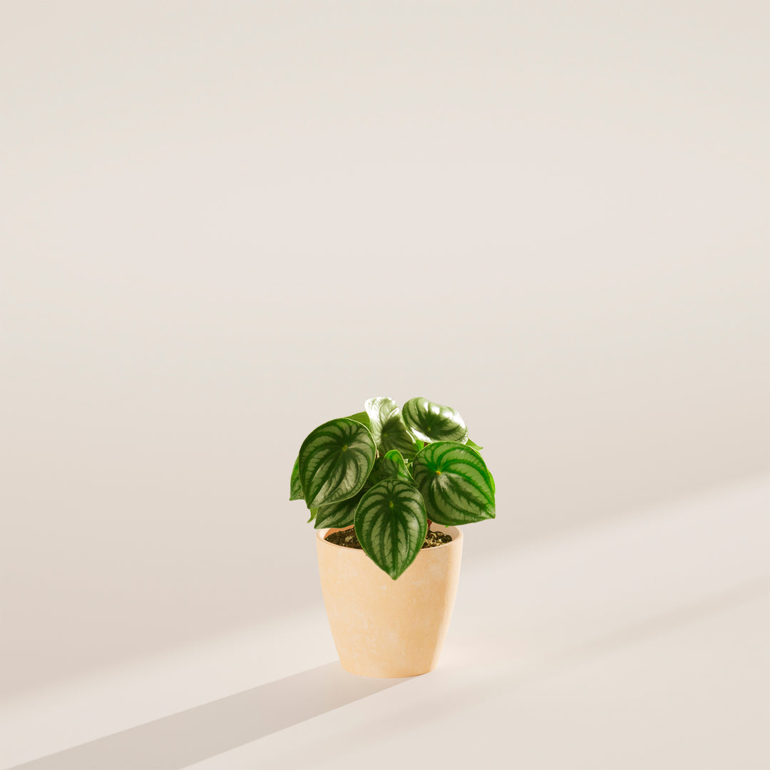 Watermelon Peperomia