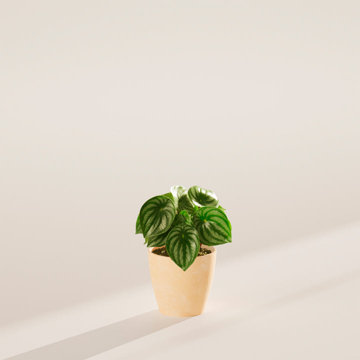 Watermelon Peperomia