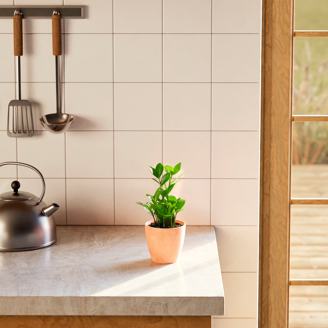 Small ZZ plant in a beige marbled ceramic pot on a marble kitchen countertop in natural sunlight.