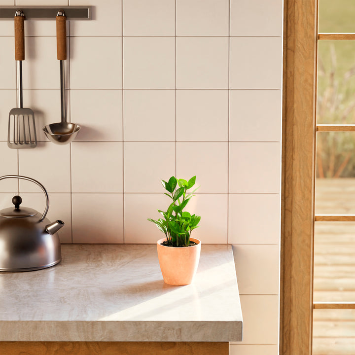 Small ZZ plant in a beige marbled ceramic pot on a marble kitchen countertop in natural sunlight.