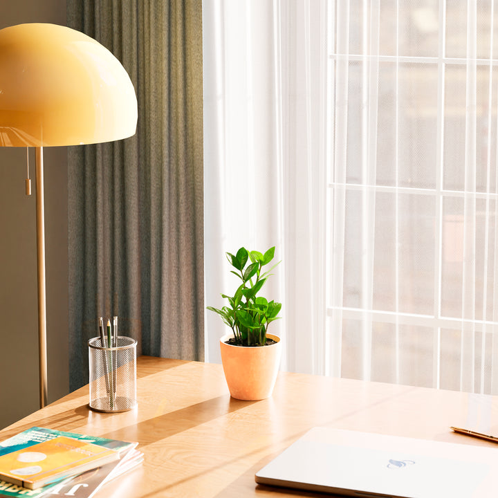 Lush green ZZ plant in a terracotta eco-friendly planter on a wooden desk next to a laptop and desk lamp.