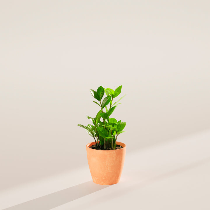 Small ZZ plant in a terracotta-colored ceramic pot on a neutral surface with soft directional lighting.