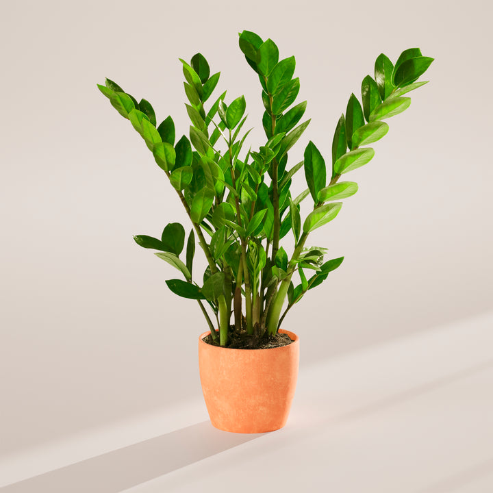Lush green ZZ plant in a terracotta eco-friendly planter against a neutral studio background.