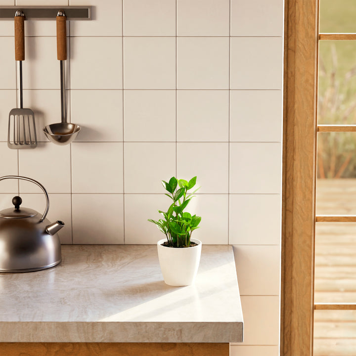 A small, vibrant ZZ plant with glossy green leaves is potted in a smooth white ceramic planter and sits on a marble kitchen countertop. The scene is bathed in warm, natural sunlight from a nearby window, with a stainless steel teakettle and hanging kitchen utensils visible against a white tiled backsplash in the background.