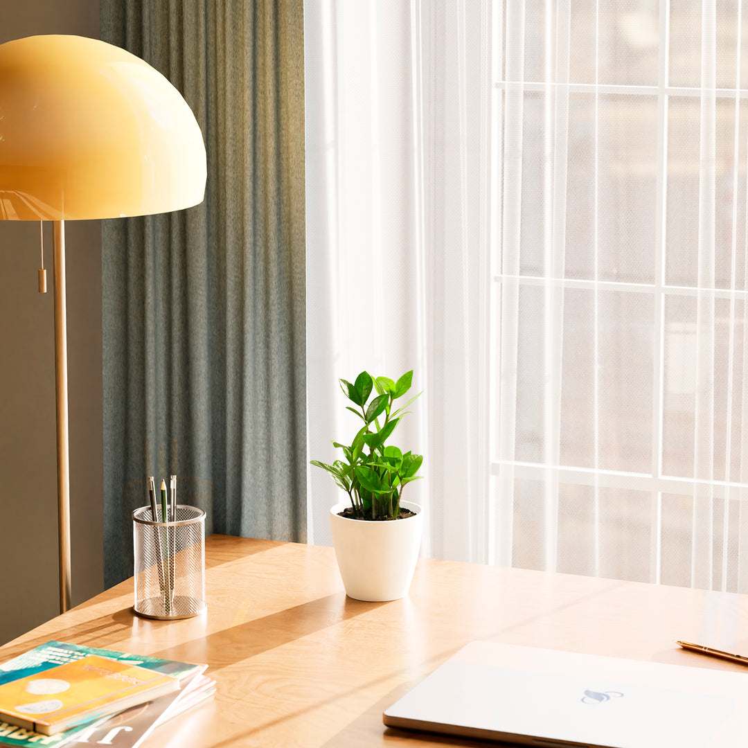 A small, leafy **ZZ plant** (*Zamioculcas zamiifolia*) in a white ceramic pot is positioned on a wooden desk. The scene is illuminated by bright, natural light streaming through a window with white sheer curtains and a grey-green drape. To the left of the plant, a yellow dome-shaped floor lamp and a metal mesh pencil holder are visible. A laptop and a stack of books are also partially shown on the desk surface, creating a peaceful and productive home office environment.