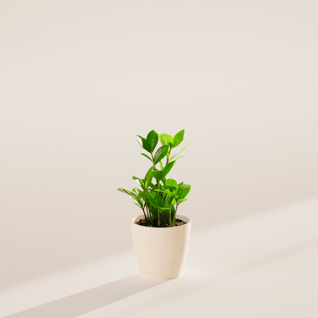 Small ZZ plant in a cream-colored ceramic pot on a neutral surface with soft directional lighting.