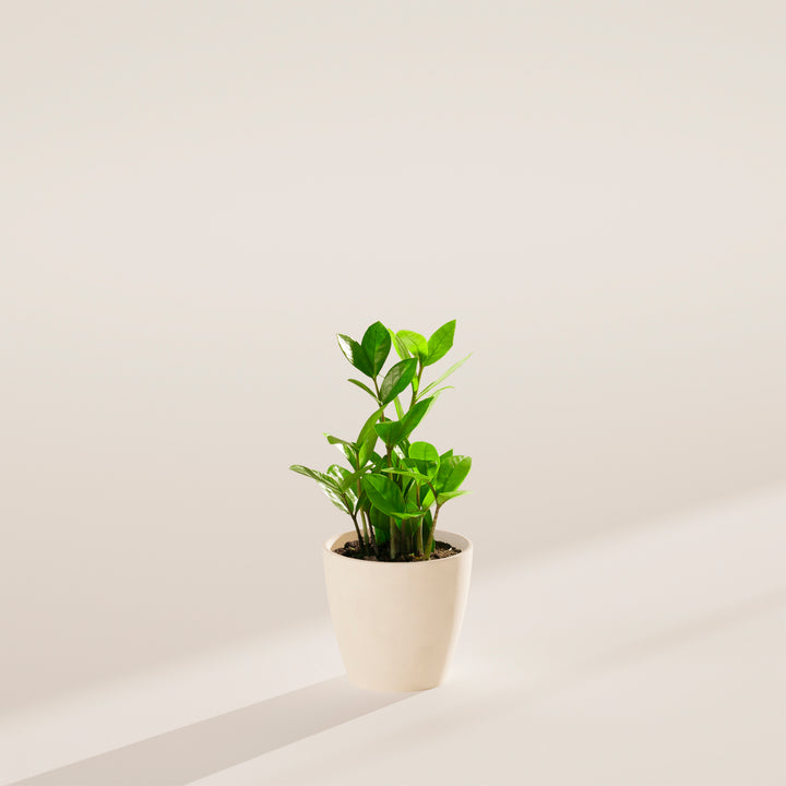 Small ZZ plant in a cream-colored ceramic pot on a neutral surface with soft directional lighting.