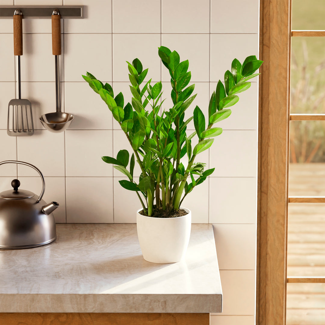 Lush green ZZ plant in a white eco-friendly planter on a marble kitchen countertop.