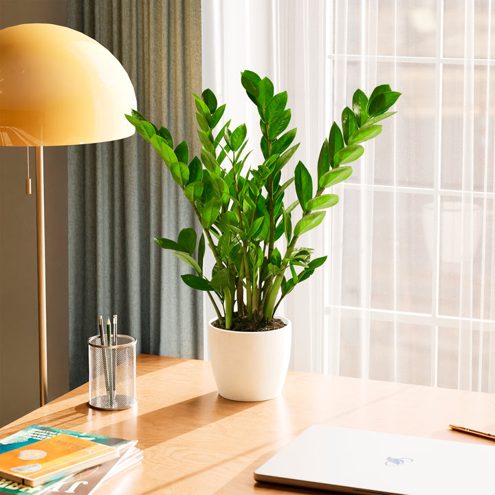 Lush green ZZ plant in a white eco-friendly planter on a wooden desk next to a laptop and desk lamp.