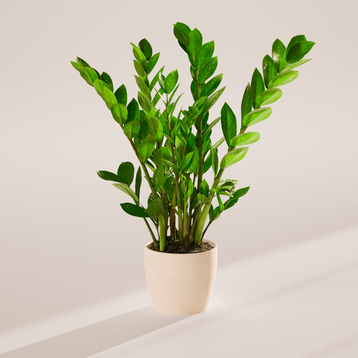 Lush green ZZ plant in a cream-colored eco-friendly planter against a neutral studio background.