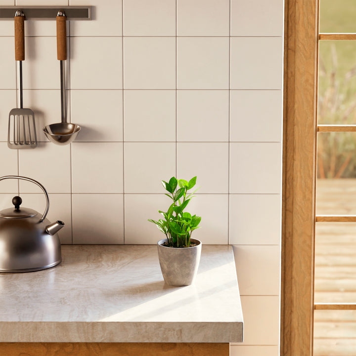 Small ZZ plant in a grey stone-textured pot on a marble kitchen countertop in natural sunlight.