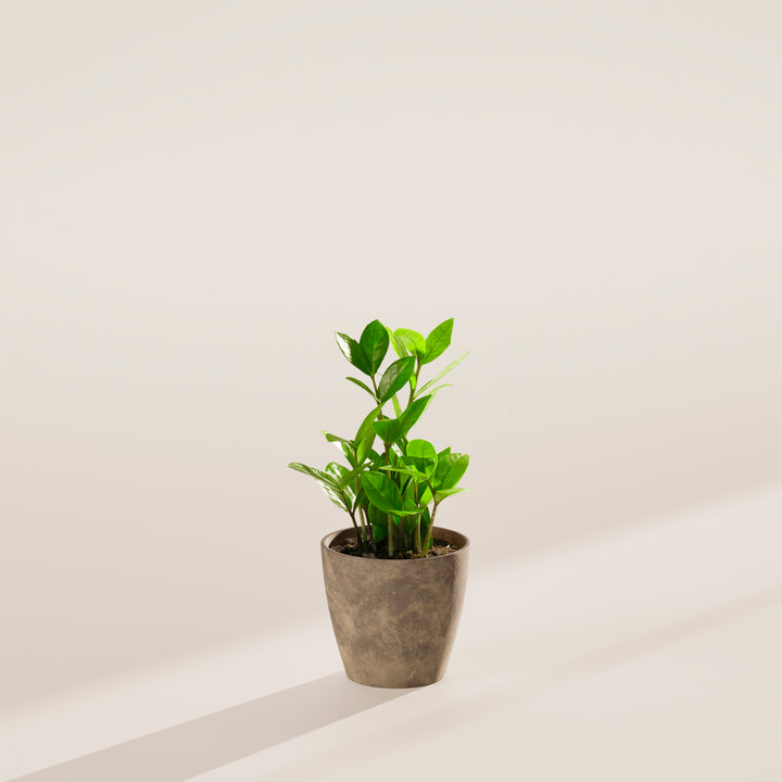 Small ZZ plant in a grey stone-textured ceramic pot on a beige surface with soft shadows.