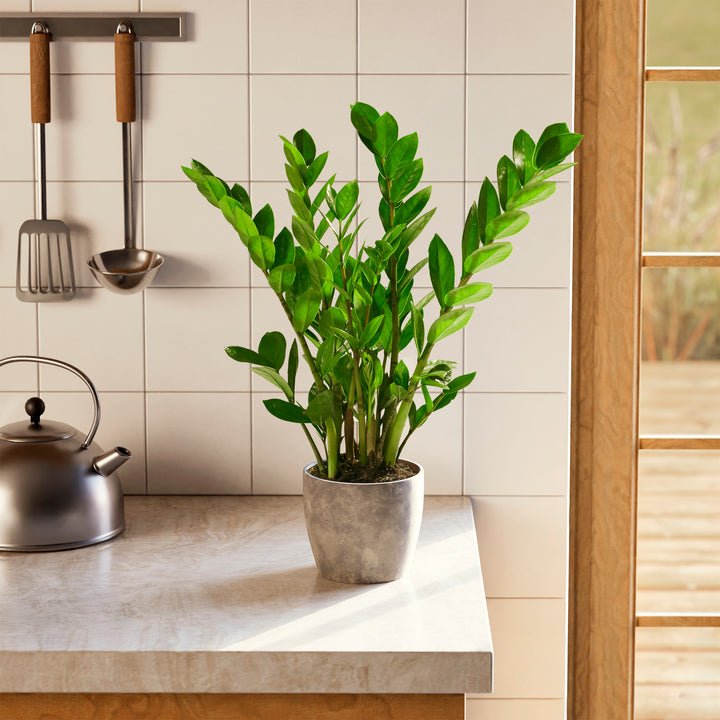 Lush green ZZ plant in a textured grey eco-friendly planter on a marble kitchen countertop.