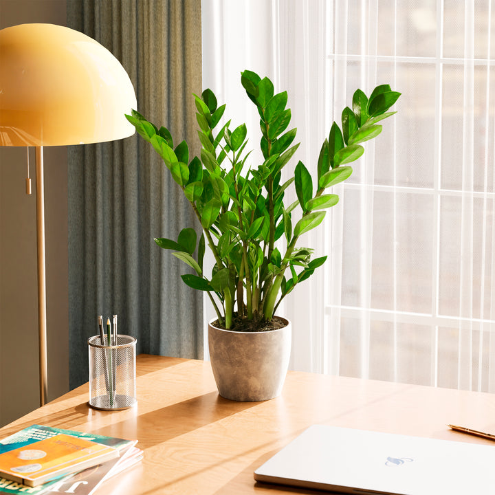Lush green ZZ plant in a textured grey eco-friendly planter on a wooden desk next to a laptop and desk lamp.