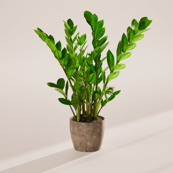 Lush green ZZ plant in a textured grey eco-friendly planter against a neutral studio background.