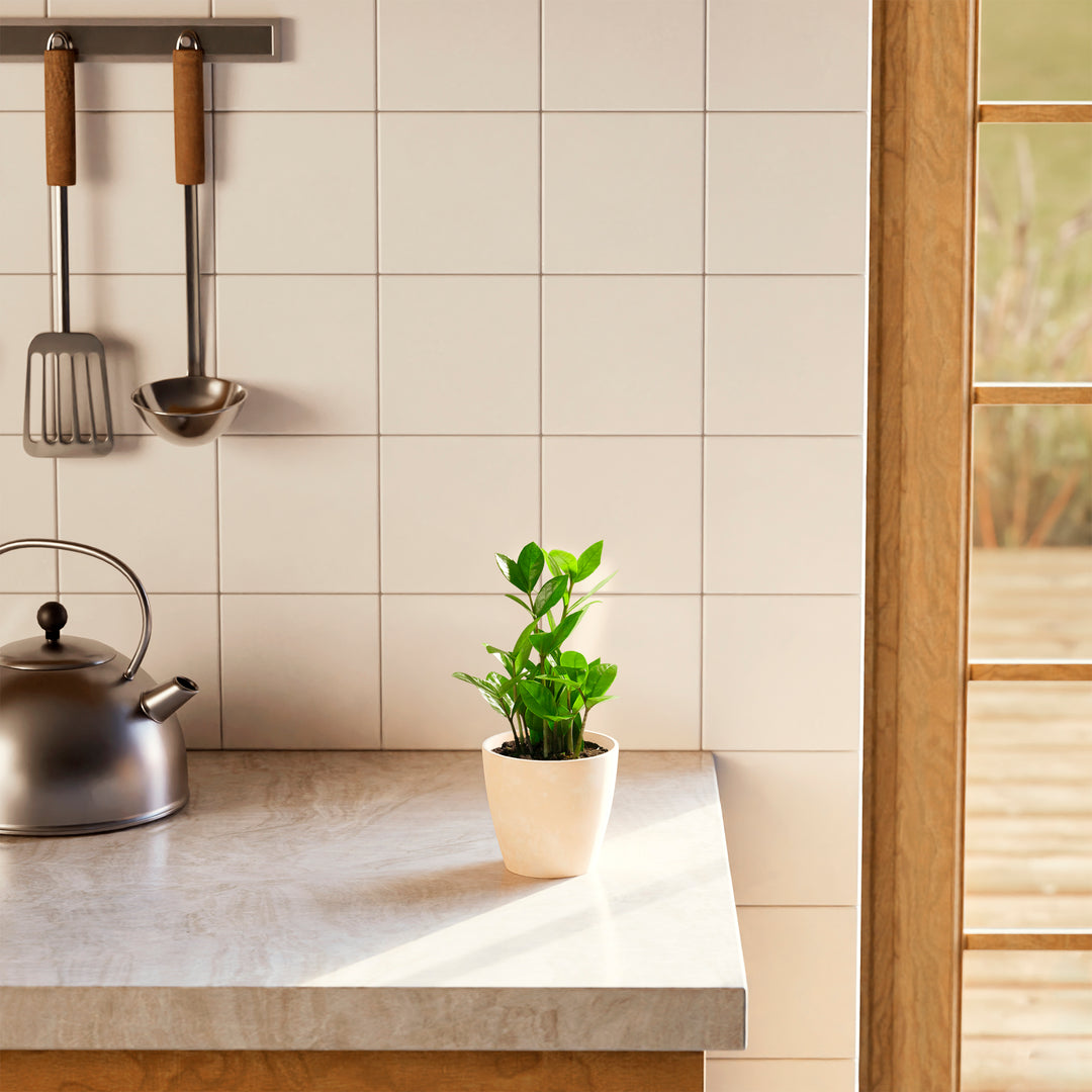 Small ZZ plant in a beige marbled ceramic pot on a marble kitchen countertop in natural sunlight.
