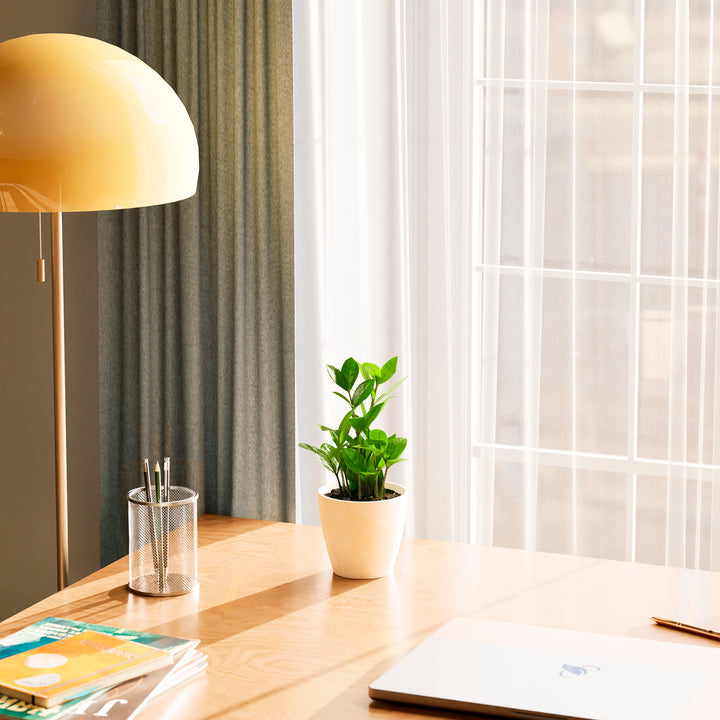 Small ZZ plant in a white ceramic pot on a wooden desk near a sunlit window with sheer curtains.